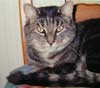 photo du chat gris europen  partir de laquelle le portrait flin a t ralis.